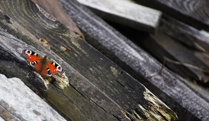 butterfly on a wood