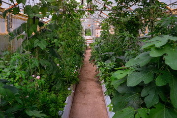 The greenhouse from the inside . Many green plants after watering. Perspective picture