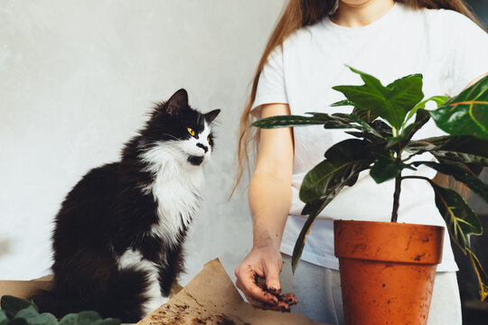 Young woman with black cat pet gardener taking care cultivate kroton plant, transplanting flower. Home gardening, houseplants, freelance. Hipster potting plants in ceramic pot on a counter in spring