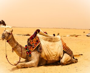 Camel in front of the pyramids in Giza, Egypt