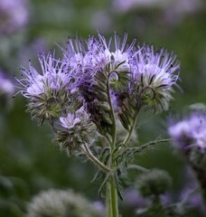 Facelia (Phacelia tanacetifolia).
