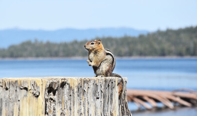 Chipmunk in Lake Tahoe