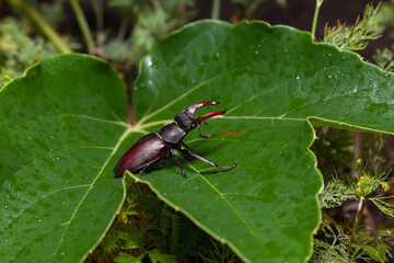 Stag beetle sits on large green leaf of decorative grapes