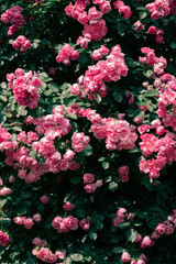 Jungnang Rose Park, Seoul Rose Festival along the Jungnangcheon Stream in Seoul, Korea