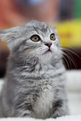 Gray fluffy kitten on a blurred background....
