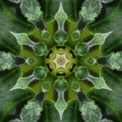 Green mandala from forest Saintpaulia or african violet leaves. Mandala made from natural objects....