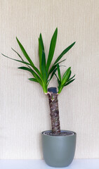 Yucca plant in a khaki green plant pot with a gold textured background and white shelf. 
