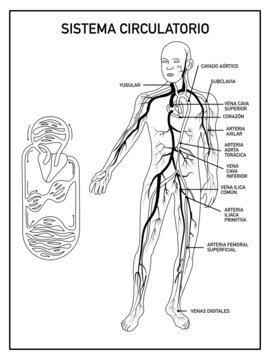 Black and white scheme of the circulatory system for school