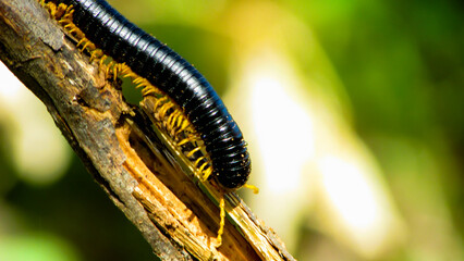 Close-up of a Black Millipede with Striking Yellow Legs Crawling on a Wooden Branch