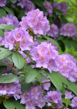 Rhododendronblüte in Lila