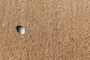 one seashell on the whole beach on the sand