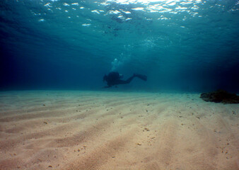                    underwater scene , scuba divers , caribbean sea , Venezuela     