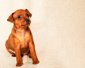 One brown puppy is sitting. A small fluffy dog. Mini pinscher. A pet.