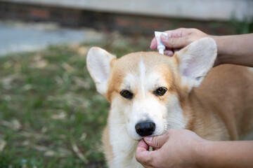 Close up woman applying tick and flea prevention treatment and medicine to her dog or pet