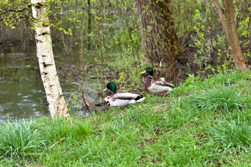 Two ducks on the riverbank