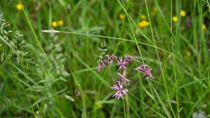 flower, kwiat, Sommer, lato , colori, macro, natura, łąka © Romek