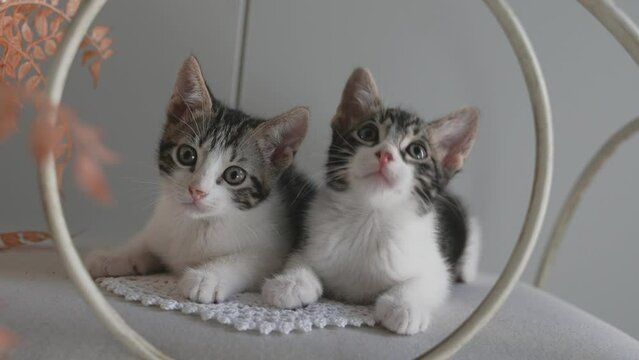 Gatos peque&ntilde;os moviendo cabeza de arriba a abajo