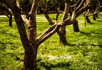 Blossoming apple garden in spring. High quality photo