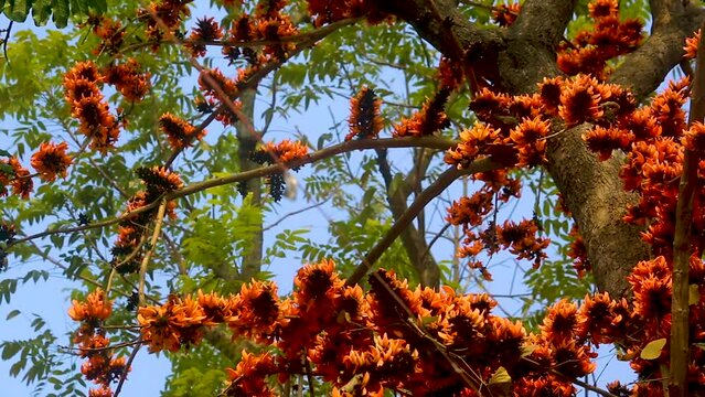 The red-orange Palash flowers have blossomed in the Palash tree. Flowers background.  4k Video.