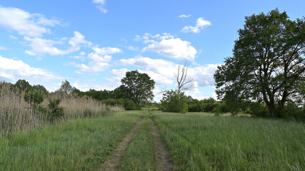 flower, kwiat, Sommer, lato , colori, macro, natura, łąka © Romek