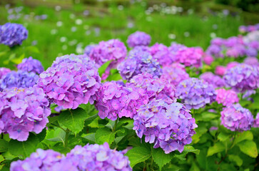 雨上がりの正覚寺に咲く紫陽花