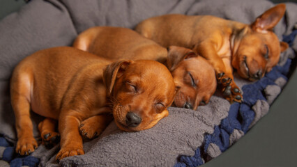 Three puppies are sleeping at home. Small, purebred puppies are resting. 