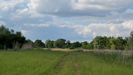flower, kwiat, Sommer, lato , colori, macro, natura, łąka © Romek
