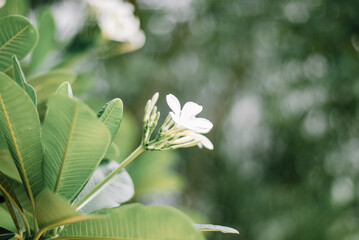 Plumeria white flower