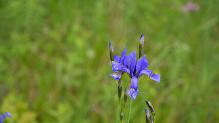 kwiat, Iris , kosaciec,  drzewo, pejzaż, łąka,