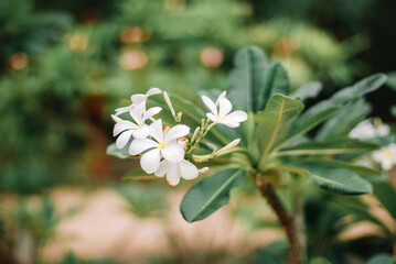 Plumeria white flower