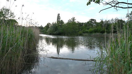 flower, kwiat, Sommer, lato , colori, macro, natura, łąka © Romek