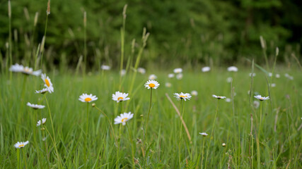 flower, kwiat, Sommer, lato , colori, macro, natura, łąka © Romek