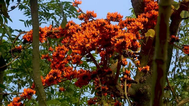 The red-orange Palash flowers have blossomed in the Palash tree. Flowers background.  4k Video.