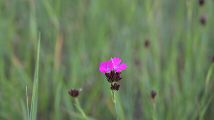 flower, kwiat, Sommer, lato , colori, macro, natura, łąka © Romek