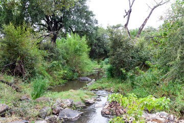 A small river tributary in the Kruger park off the S100 road. Kruger park, South Africa.
