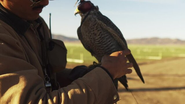 Close up shot of a man wearing a hat, thick frame glasses and a mustache, holding a hooded falcon that flaps its wings as he ties jesses to the bird, standing near farm fields with mountains