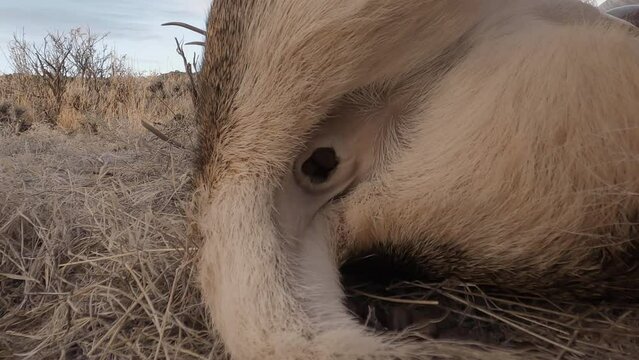 Close up of a Hunter doing the final steps of gralloching a buck kill