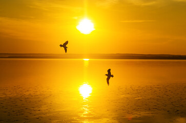 Two seagulls fly against the backdrop of the setting sun