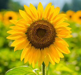 Sunflower on the field close-up. Argroculture