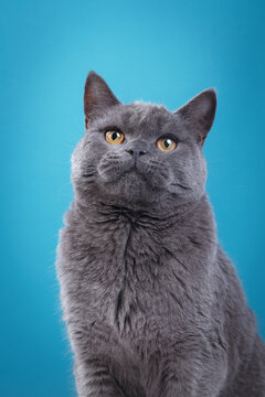 british blue cat on a blue background. cat portrait in photo studio