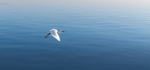 The great egret also known as the common egret