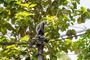 Monkey sits on top of an electric pillar with wires