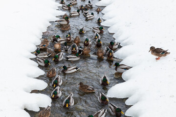 A lot of ducks and drakes are in a narrow river water