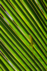 Small green lizard sitting on a palm tree leaf, close up