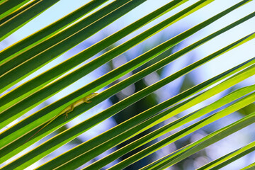 Green lizard sits on a palm tree leaf, close up photo