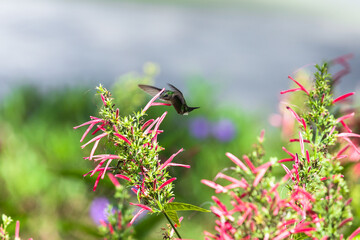 Hummingbird is flying near bright red flowers
