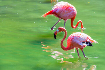 Two pink flamingos walk on water on a sunny day - obrazy, fototapety, plakaty