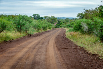 Fototapeta na wymiar The Gudzani dirt road between the S100 and Nwanetsi picnic camp, Kruger park, South Africa.