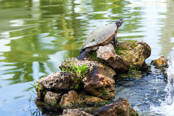 Turtle sits on a stone cairn in a lake