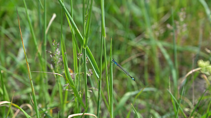 flower, kwiat, Sommer, lato , colori, macro, natura, łąka © Romek